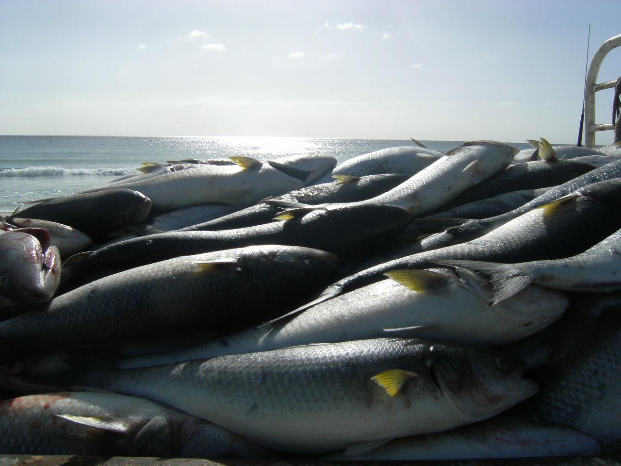 Los peces brillan al sol mientras yacen apilados en un barco en el mar.