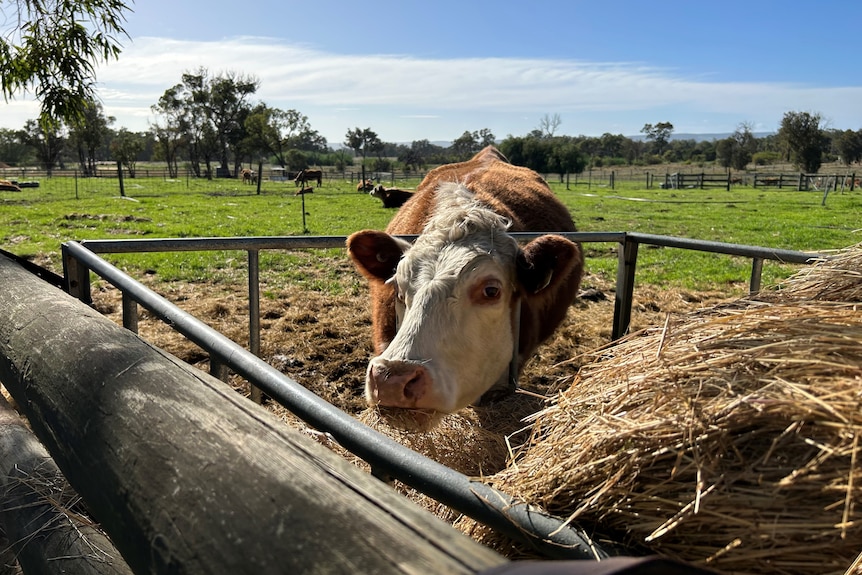 A brown and white cow sticks it head into a big bale of hay.