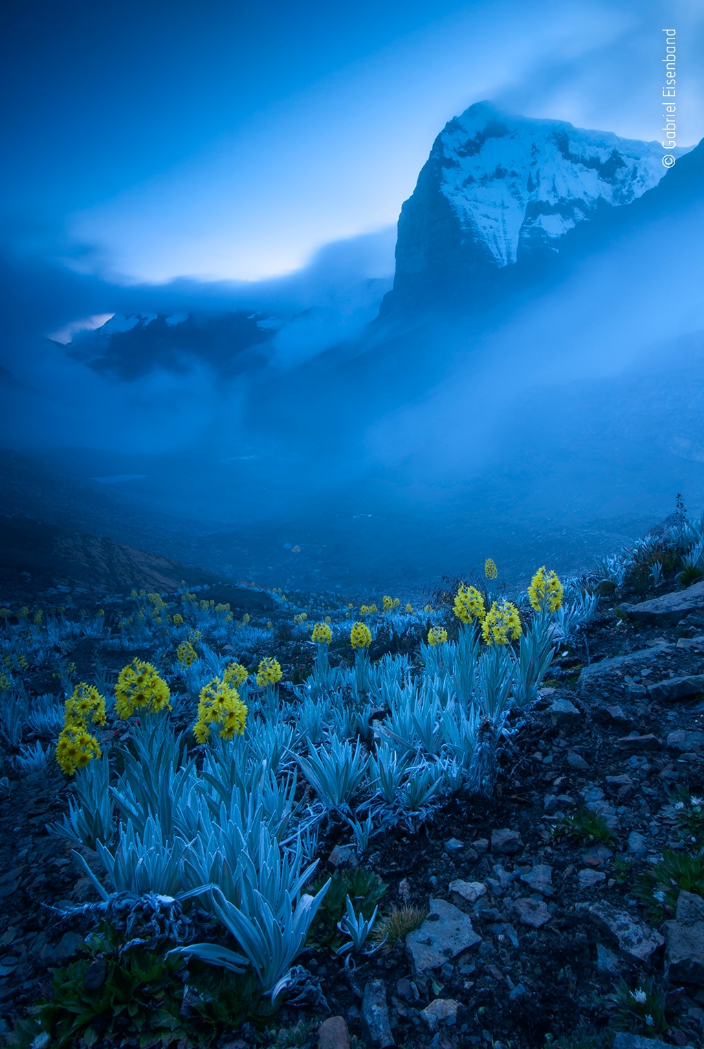 Rare yellow daisies on a cold mountain peak.