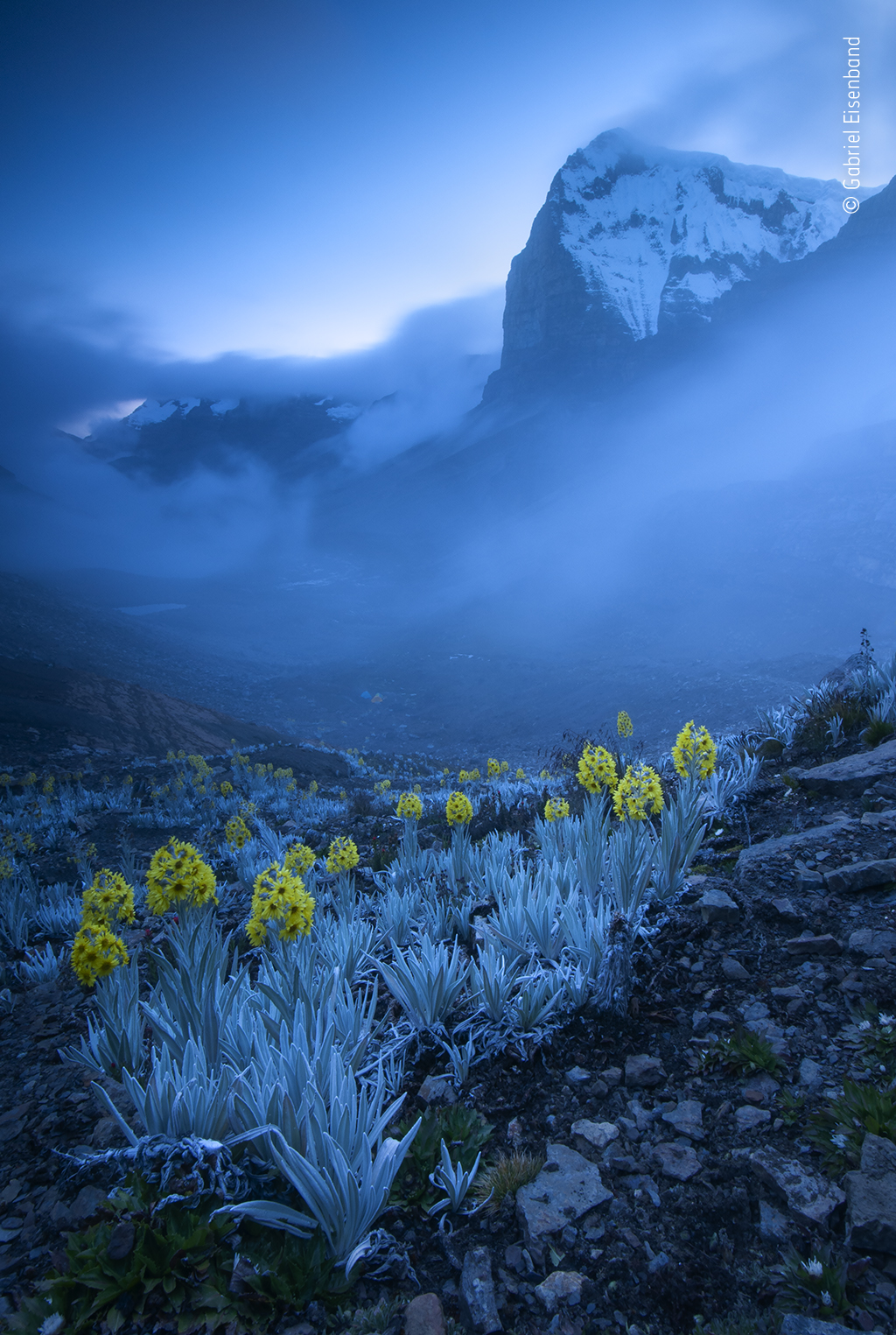 Rare yellow daisies on a cold mountain peak.