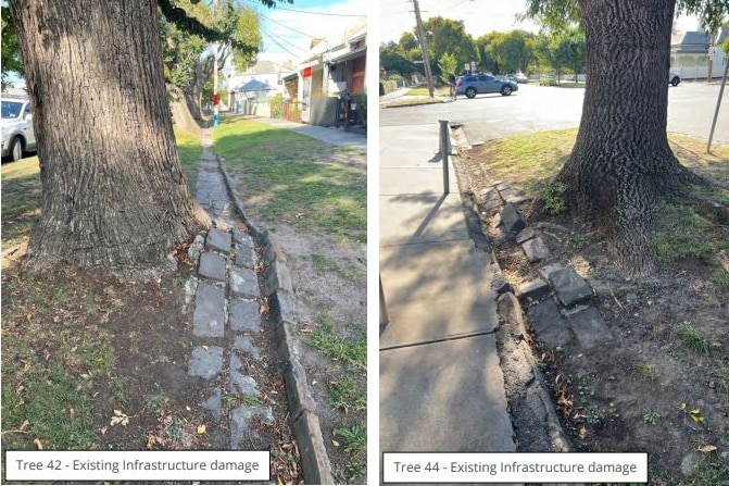 A screenshot of a report showing to photos of trees growing into the gutter of a street.
