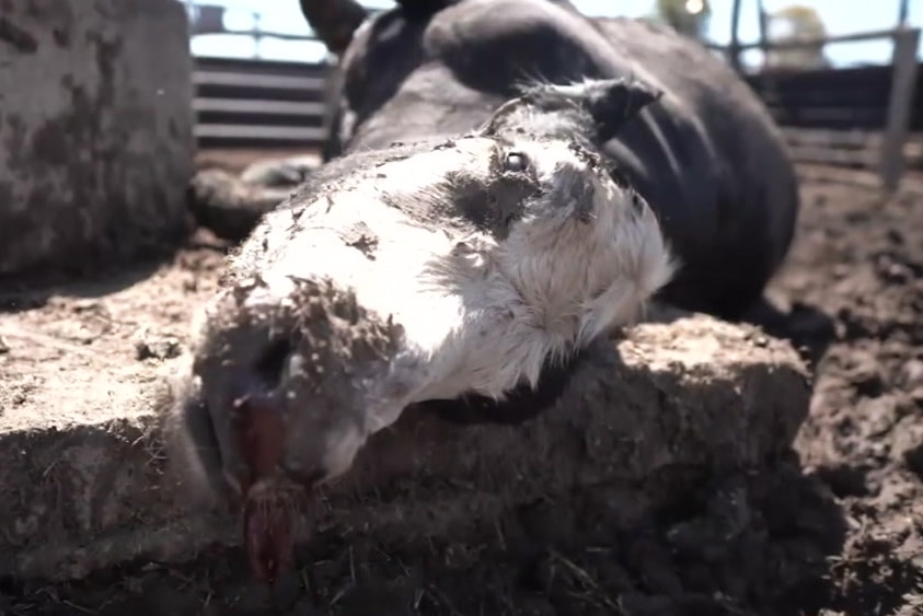 A dead cow lying on its side in a dirt pen