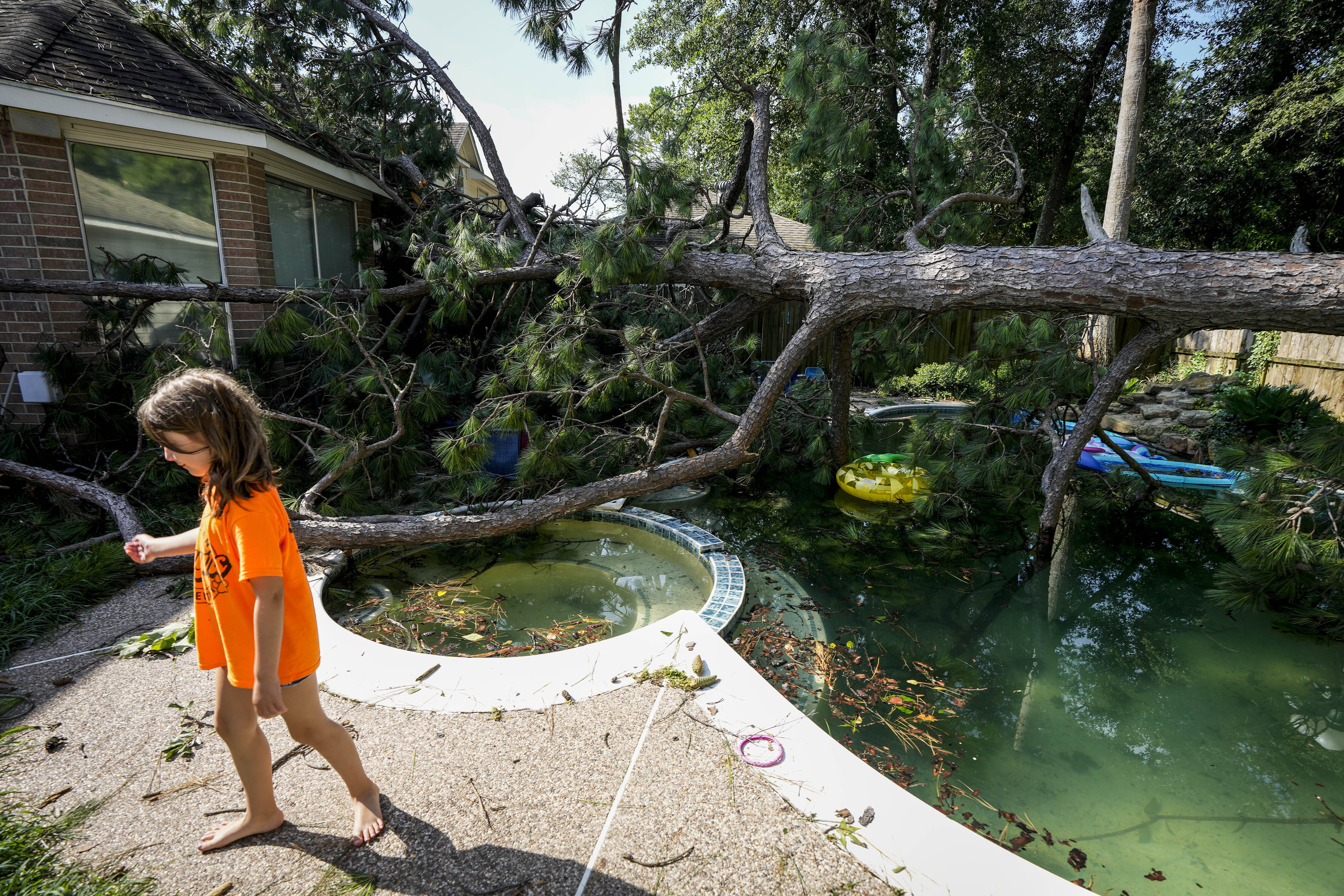 A child is pictured walking by a swimming pool in which a large tree has fallen.