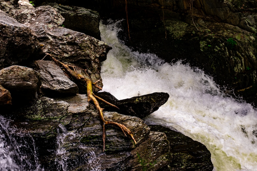 A tree branch stranded on a rock as a fast mountain stream rushes past.