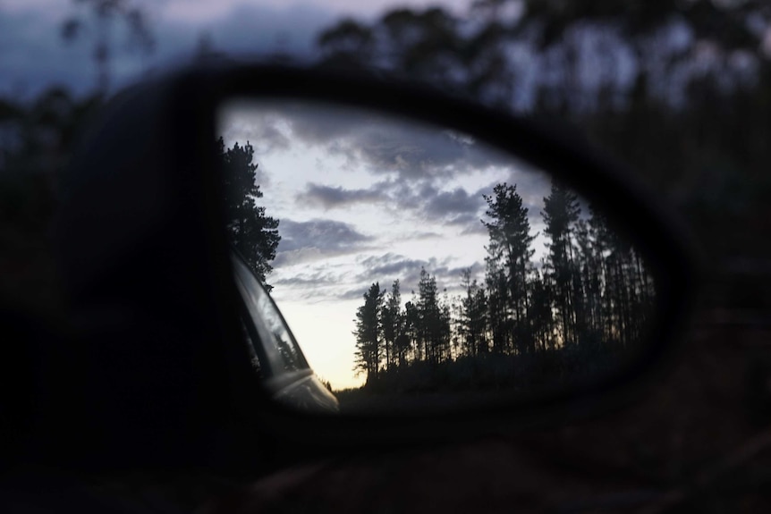 Trees reflected in a car side mirror.