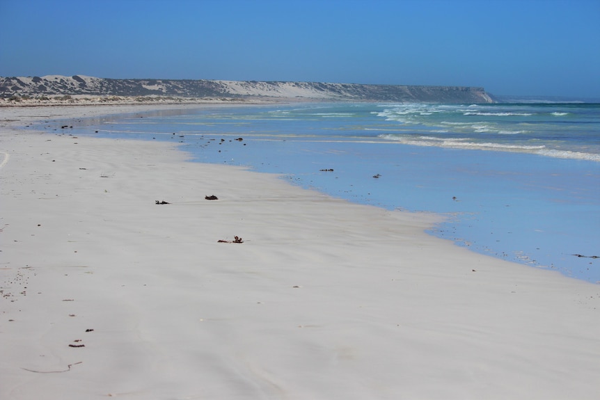 A beach with a high escarpment above