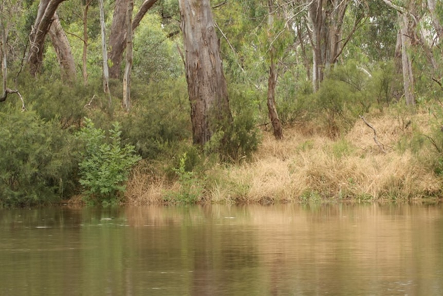 Photo of a peaceful river with gumtrees