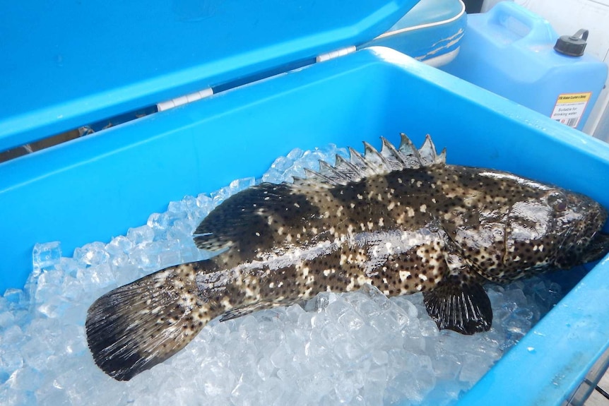 A caught fish rests on a bed of ice in a blue esky.