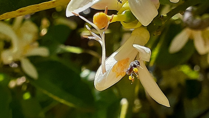 A small black bee with full pollen bags and an ant in a white flower