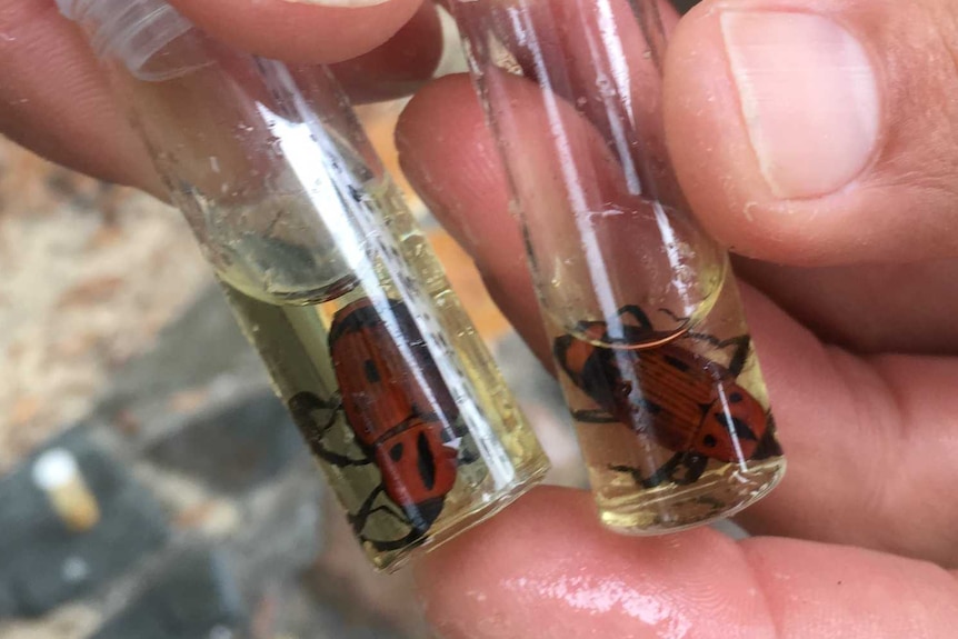 Close up of red beetles in liquid in small glass tubes