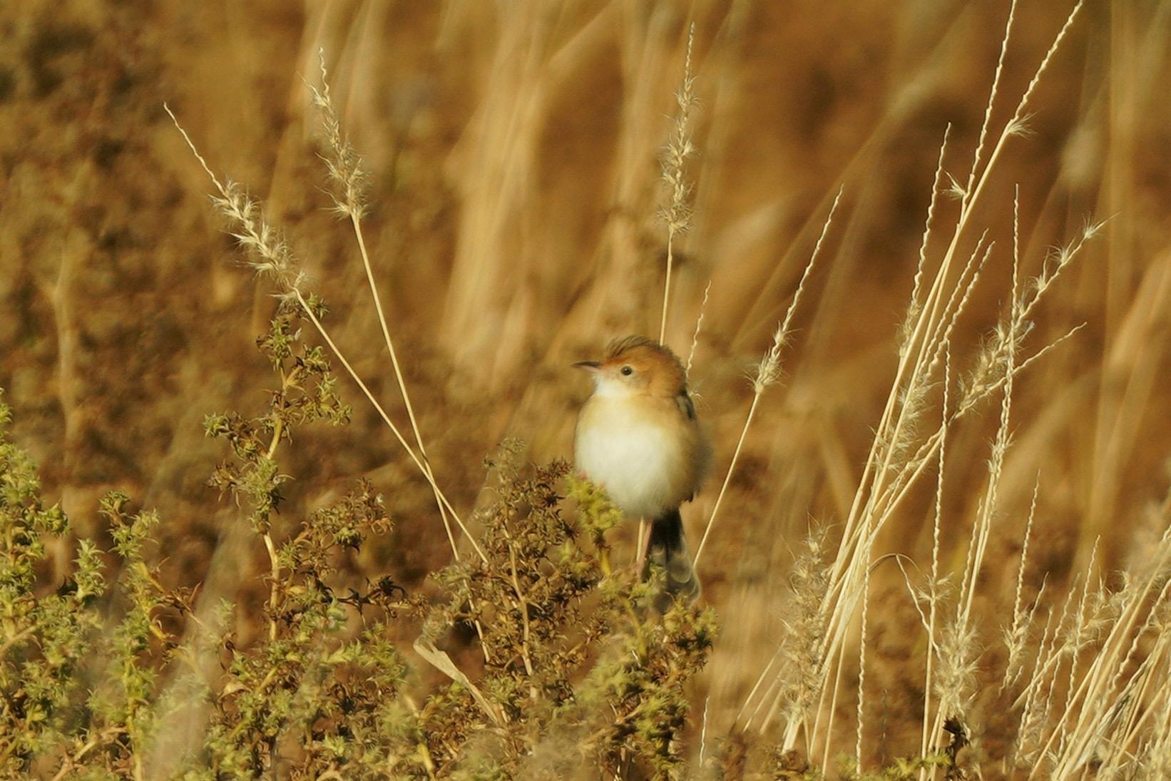 Outback becomes wildlife oasis after 'unbelievable' desert rains