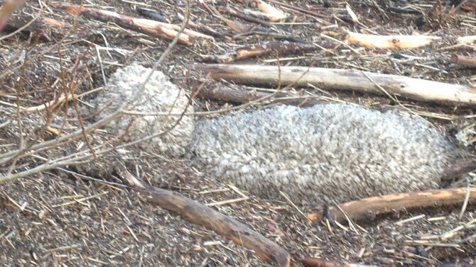 Dead sheep in debris near river edge.