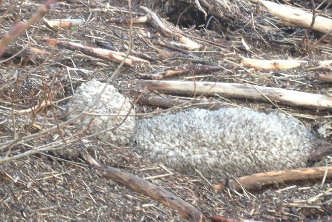 Dead sheep in debris near river edge.