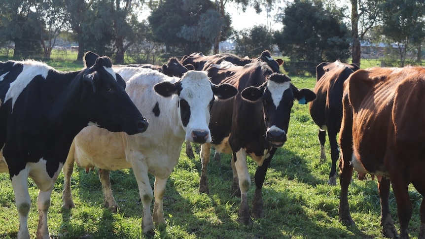 Three black and white dairy cows standing in a green paddock chewing grass