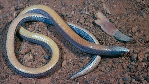 The bronzeback legless lizard