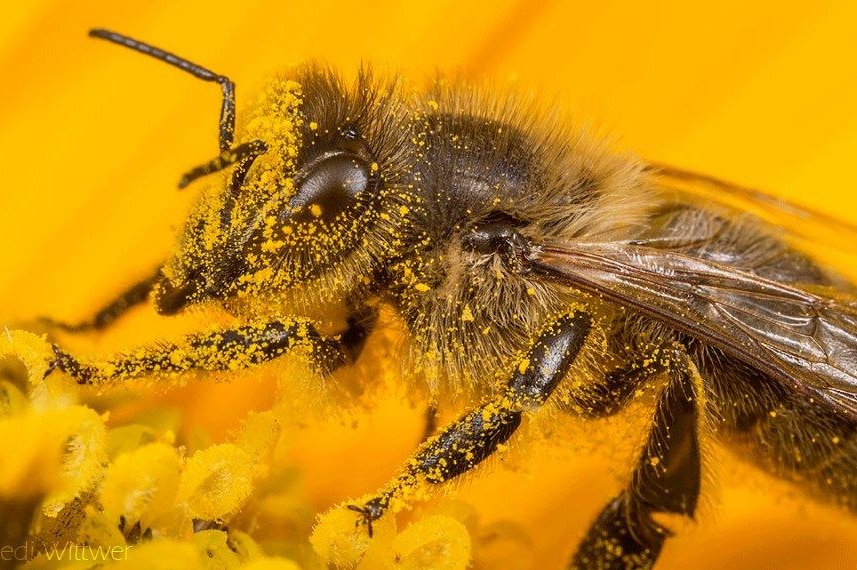 A close up photo of a bee in pollen.