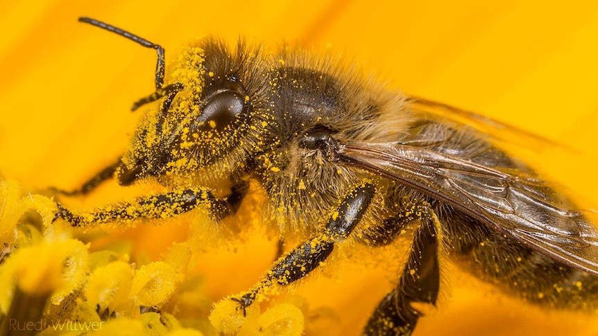 A close up photo of a bee in pollen.