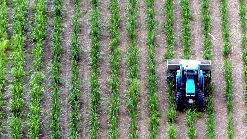 A sugar cane crop in northern Australia