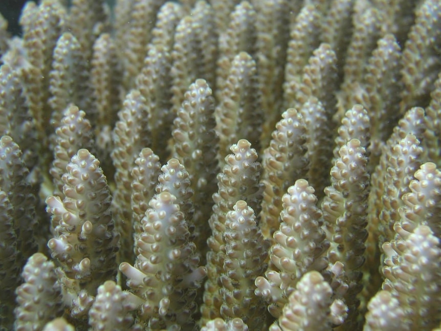 Coral before bleaching