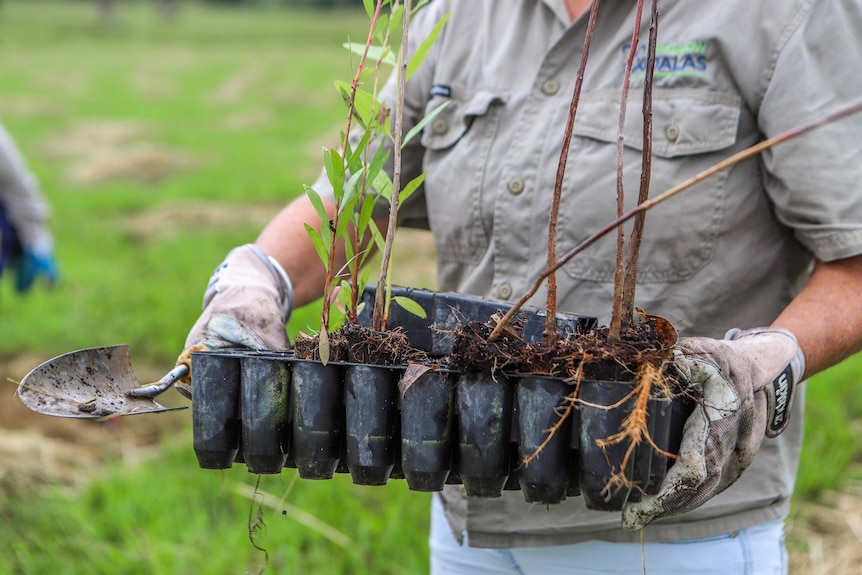 A lady holds a tray of tree seedlings in black tubes.