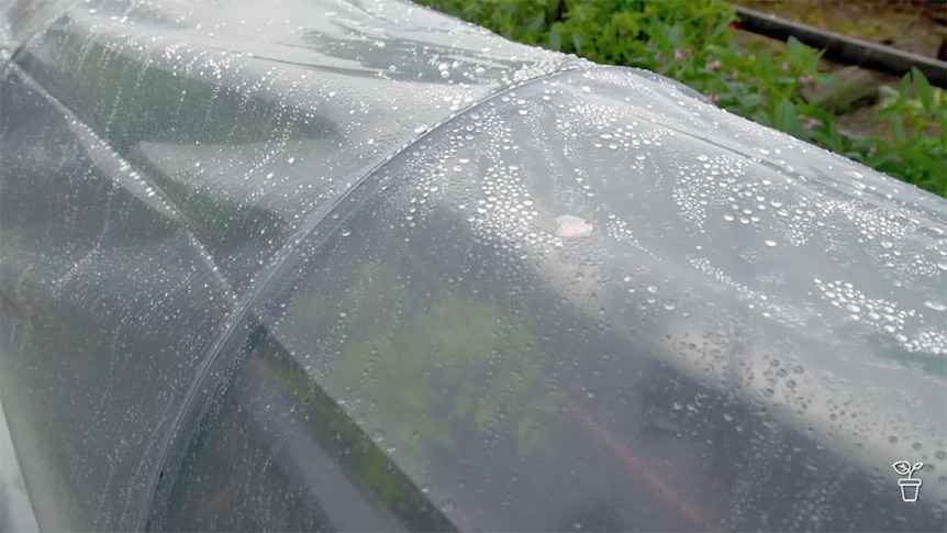 Water droplets on a polytunnel covering a vegetable bed.