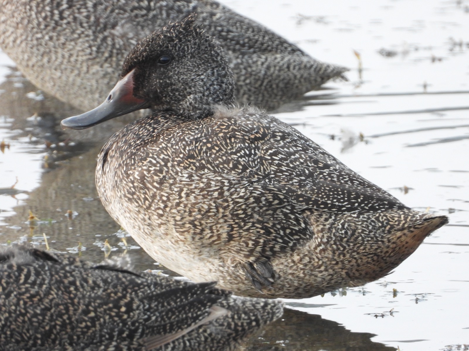 Close up of three brown ducks with many light dots.
