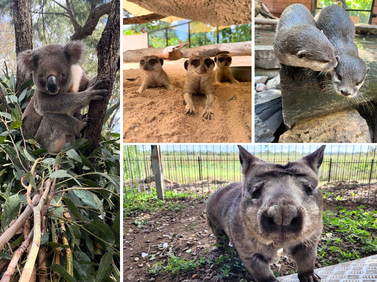 Photo collage of koala on leaves, three meerkats in sand, two otters cuddling, wombat nose up close.
