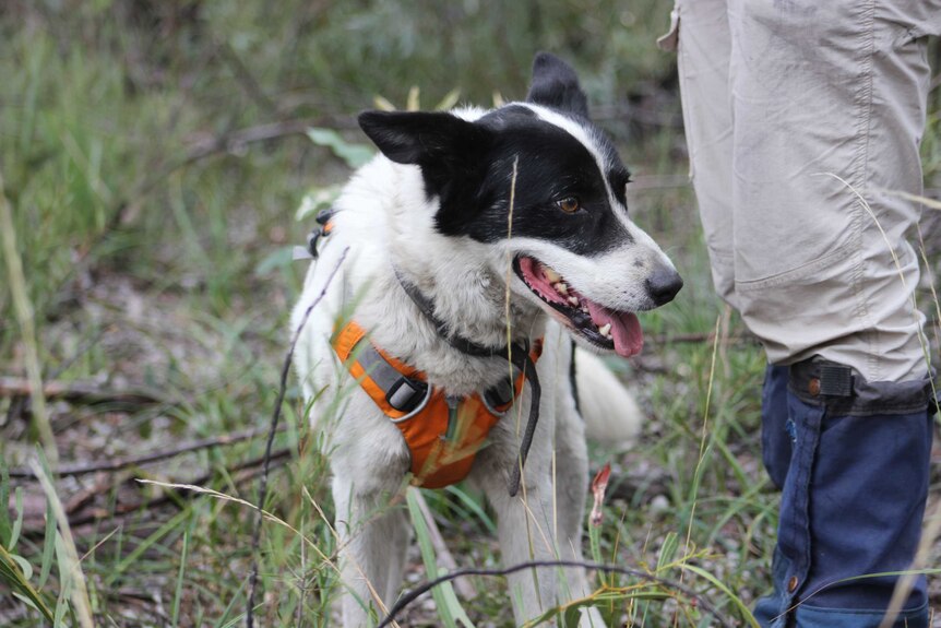 Sparky the wildlife detection dog