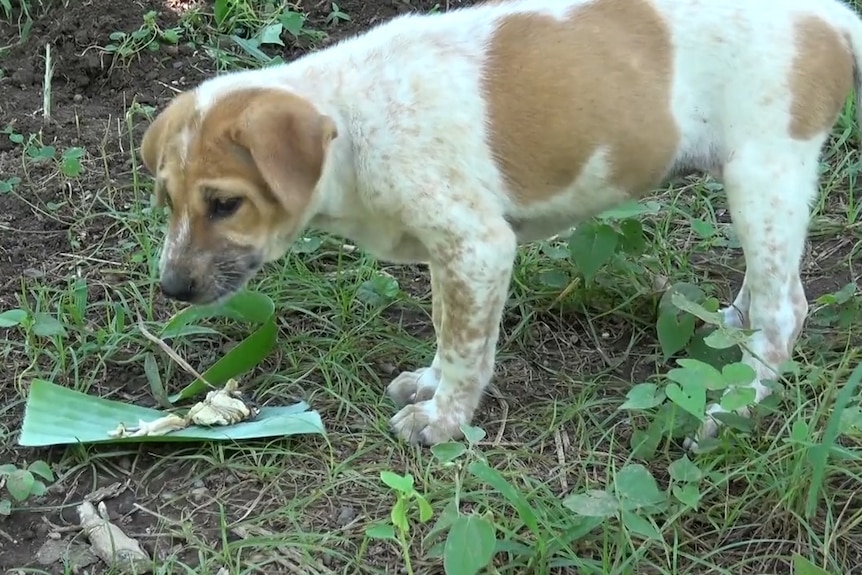 A dog eats a cyanide-laced fish head.