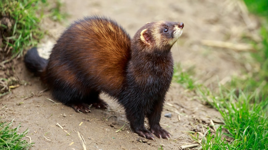 A ferret outdoors