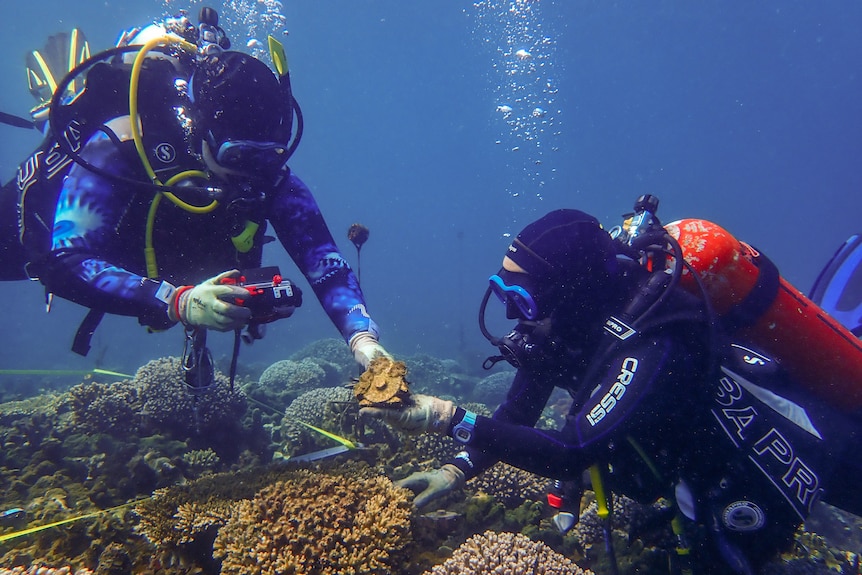 Two scuba divers inspecting the reef.