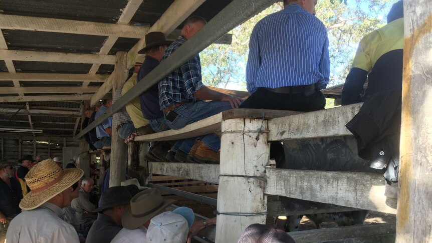 People sitting up in the stands looking into the Eumundi saleyards.