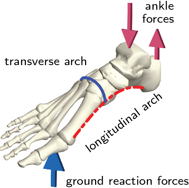 Schematic of the foot skeleton showing the arches and typical loading pattern.