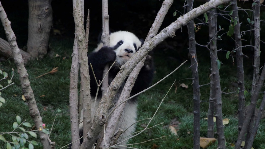 A baby giant panda in the fork of a tree