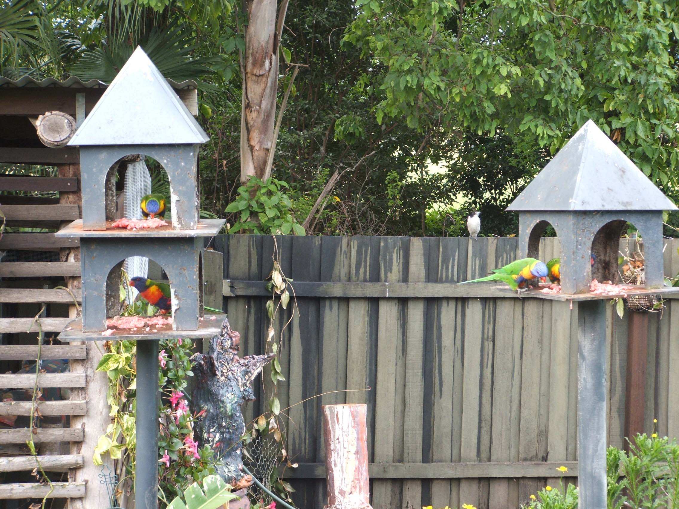 Rainbow lorikeets eating meat leaves bird experts astonished ABC News