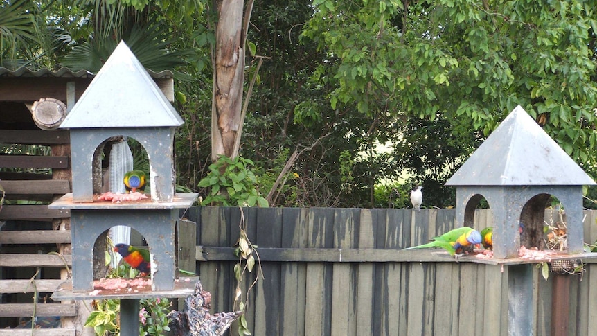 lorikeet eating meat 6