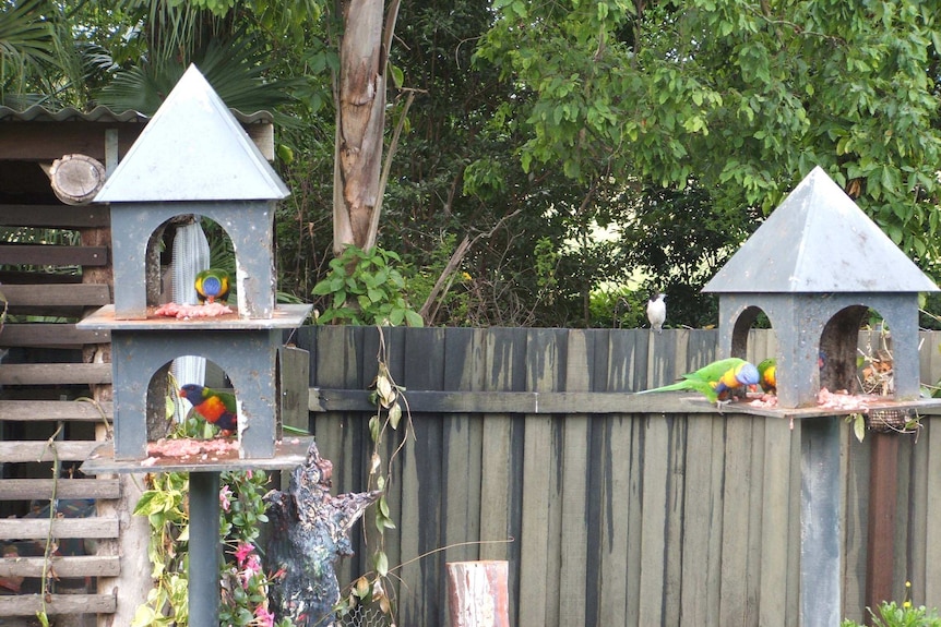 lorikeet eating meat 6