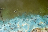 Blue green algae in the Murray River