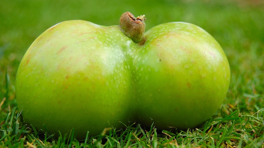 Disfigured apple