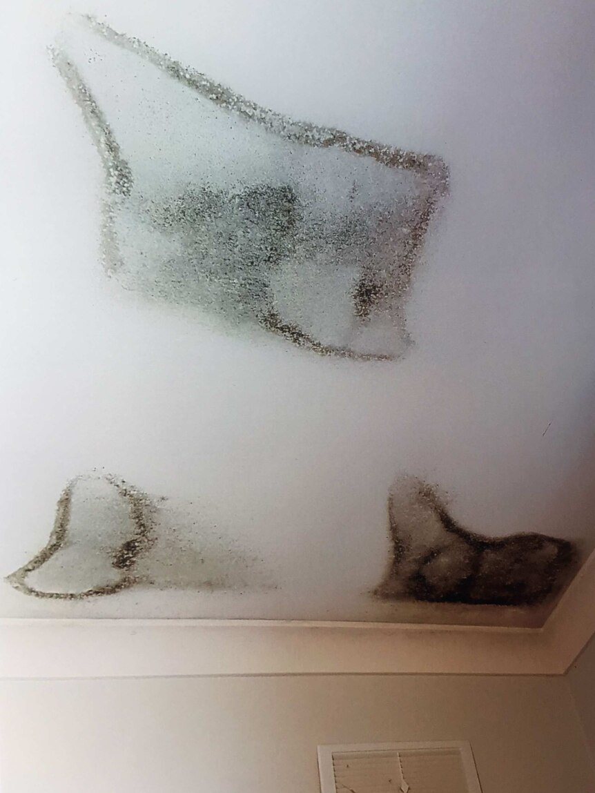 Mould growing in patches on Jemima Balhas's ceiling.