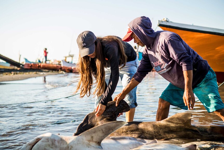 A young women and a fisherman inspect a dead hammerhead shark in the shallows