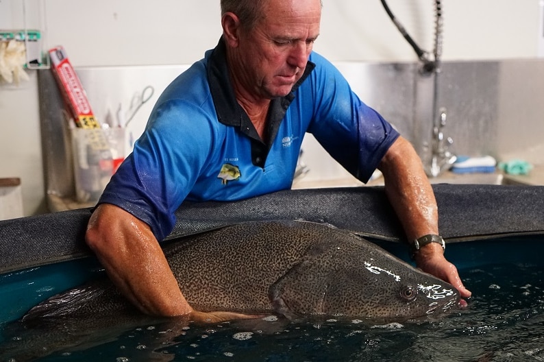 A fisheries officer handles a large Murray Cod in a big tank at the Narrandera research centre.
