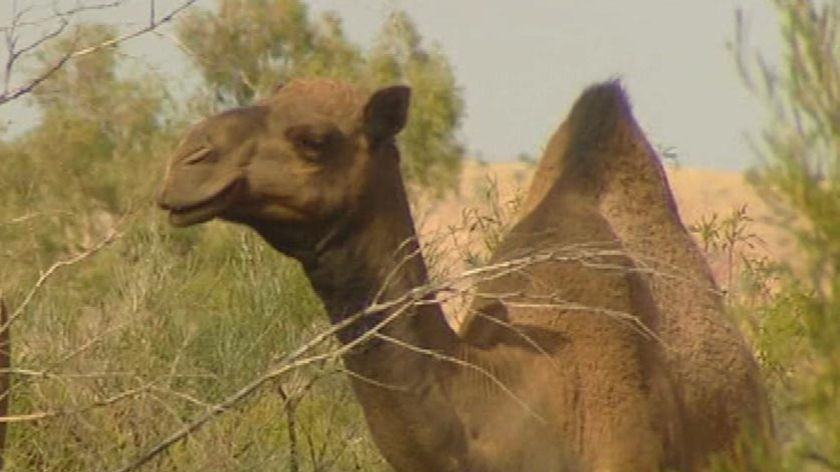 Generic TV still of one feral camel in desert in Northern Territory.