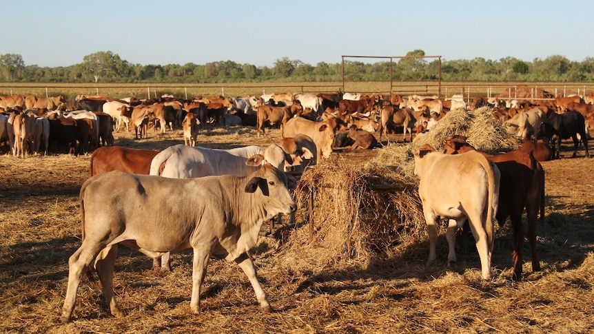 Cattle eating hay in yards