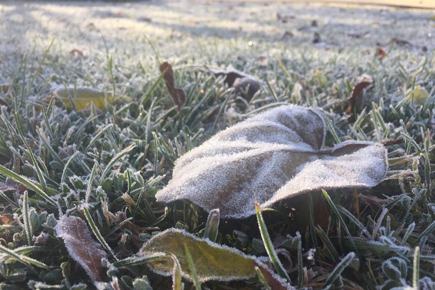 Blades of grass and a leaf are seen covered in frost.