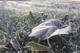 Blades of grass and a leaf are seen covered in frost.