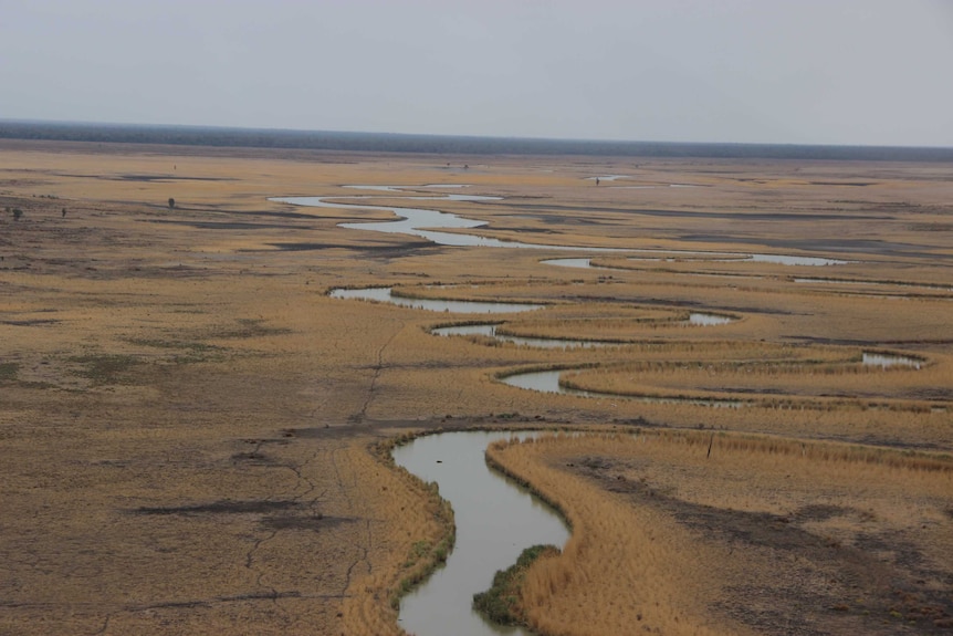 The wetlands