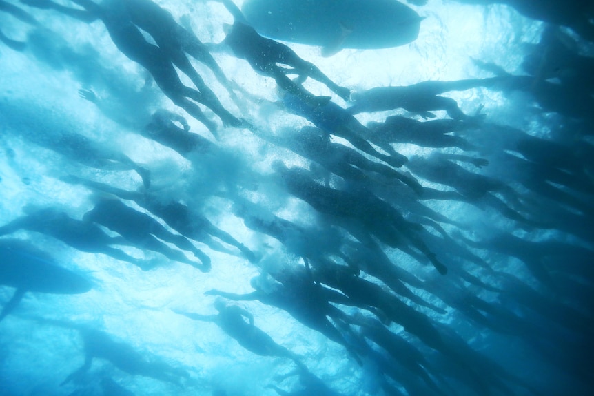 Swimmers as seen from below