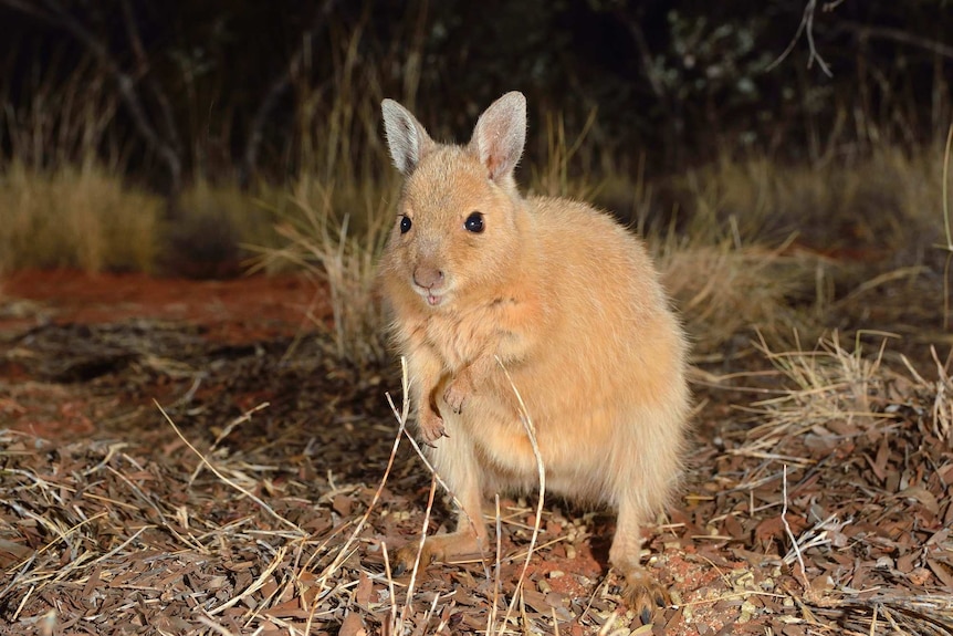 Rufous Hare-Wallaby