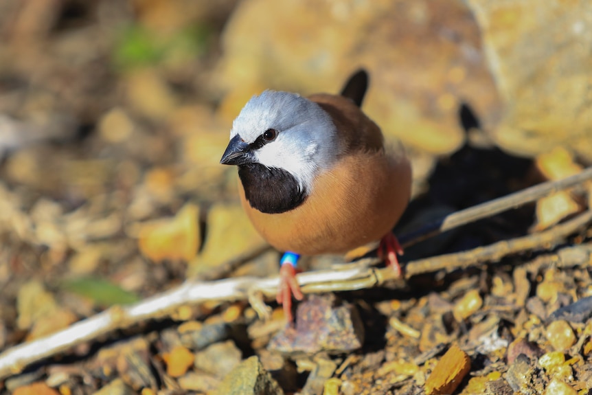 Small finch with white head, black chin and brown breast.